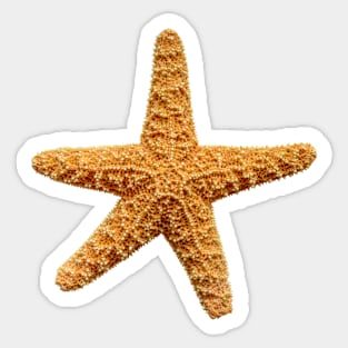 Starfish Sticker